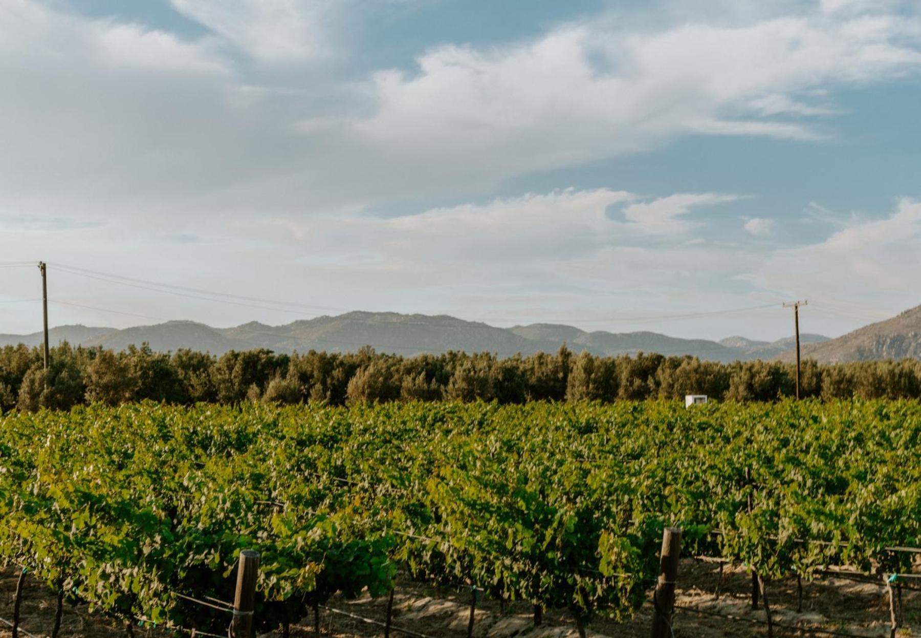 Campera Valle De Guadalupe Енсенада Екстериор снимка
